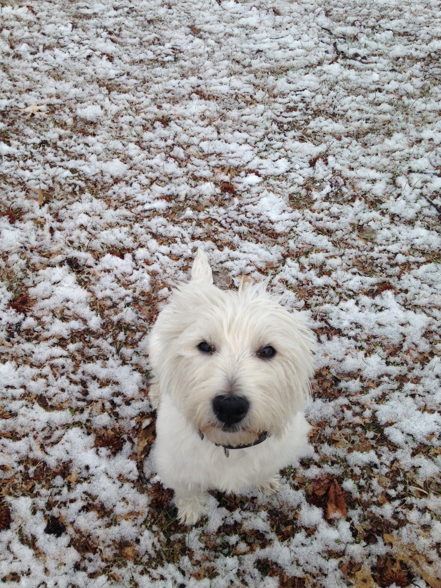 Skip, Westhighland White Terrier, coffee model and adventure dog