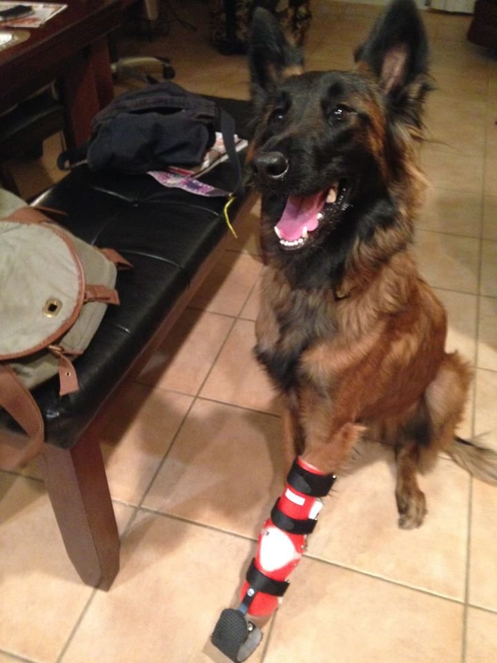 Bear, a handicapable Belgian Tervuren showing off his prosthetic foot, Adventure Dog Coffee Company