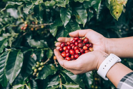 Shade grown high elevation coffee